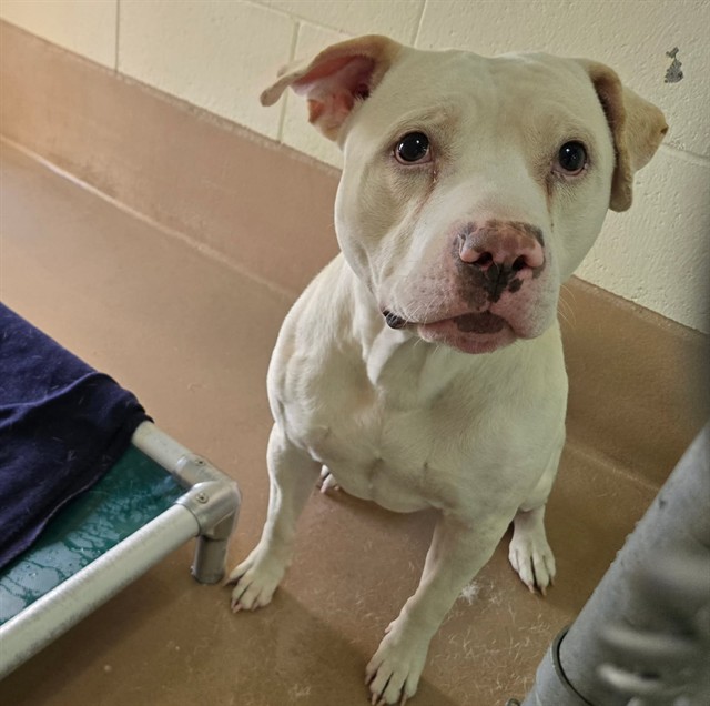 Adoptable Dog