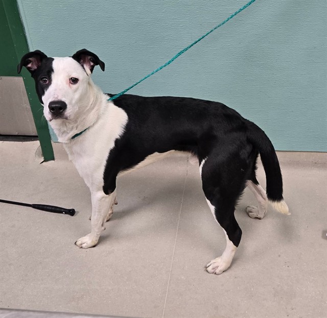 Adoptable Dog