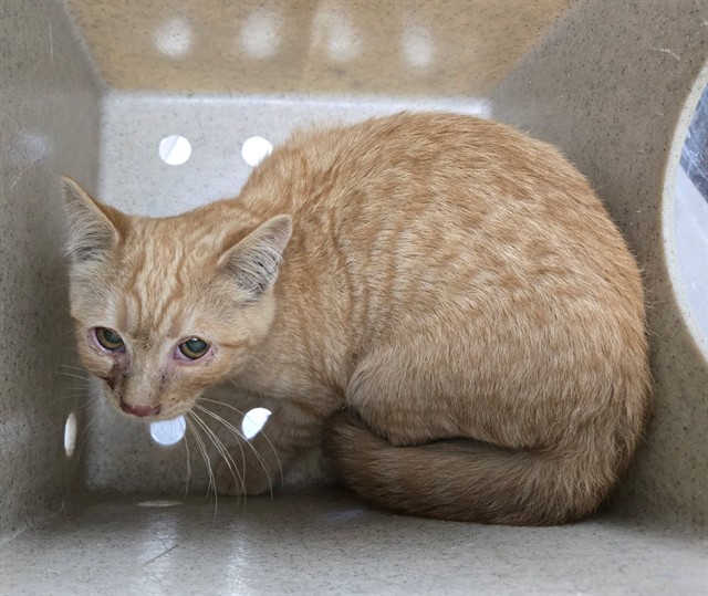 Adoptable Cat