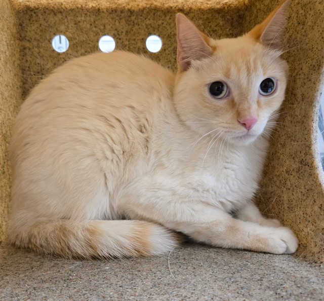 Adoptable Cat