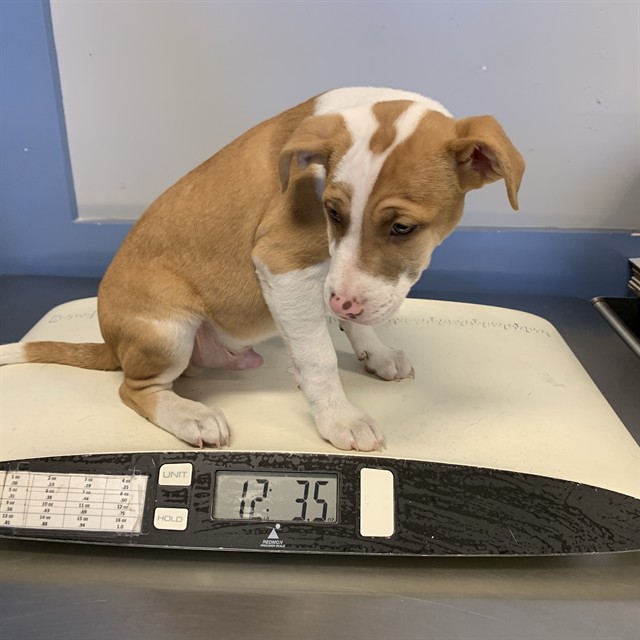 Adoptable Dog