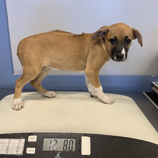 Adoptable Dog