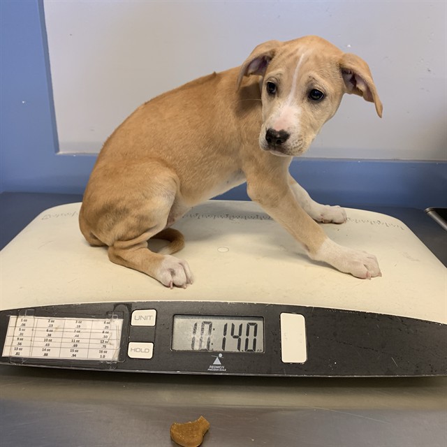 Adoptable Dog