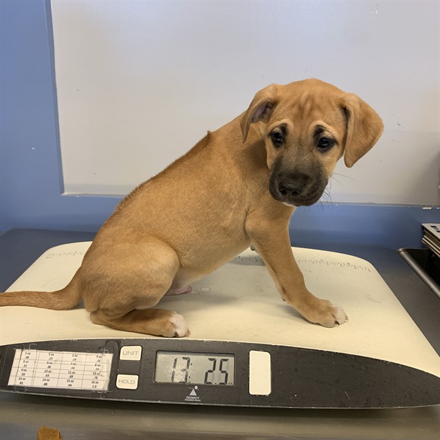 Adoptable Dog