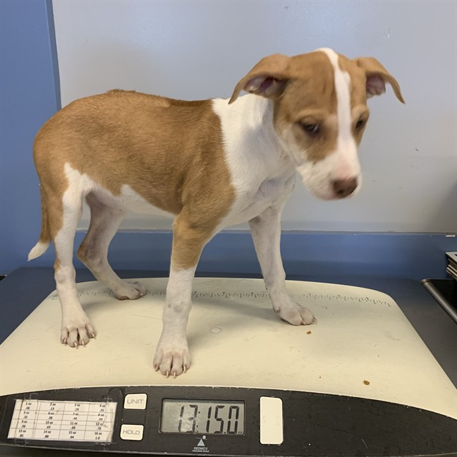 Adoptable Dog