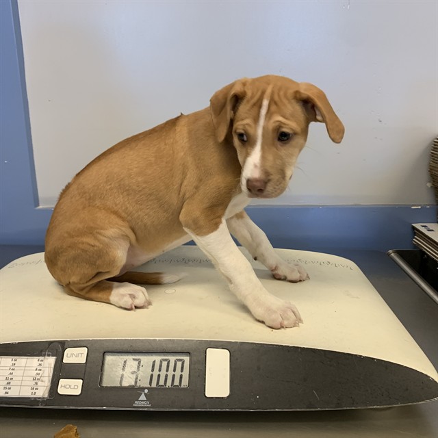 Adoptable Dog