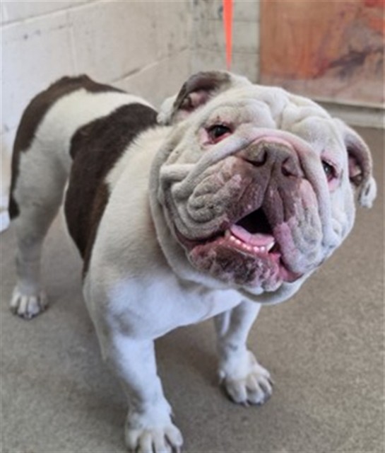 Adoptable Dog