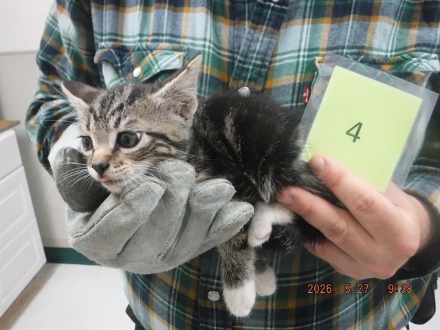 Frank