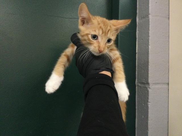 Adoptable Cat
