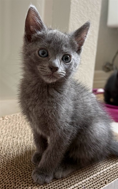 Pixie