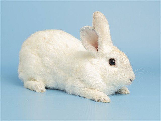 Iffy Miffy