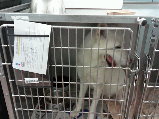 Adoptable Dog
