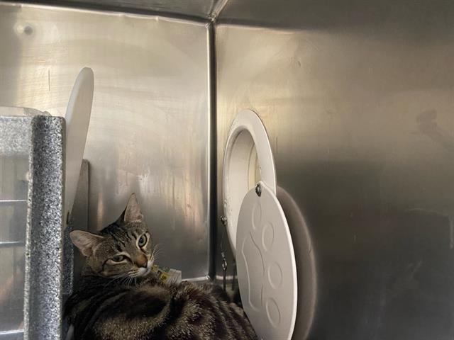 Adoptable Cat