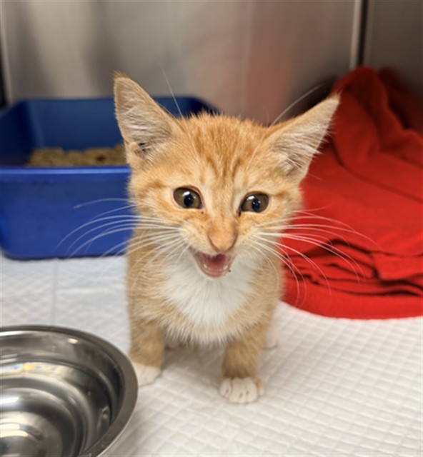 Adoptable Cat