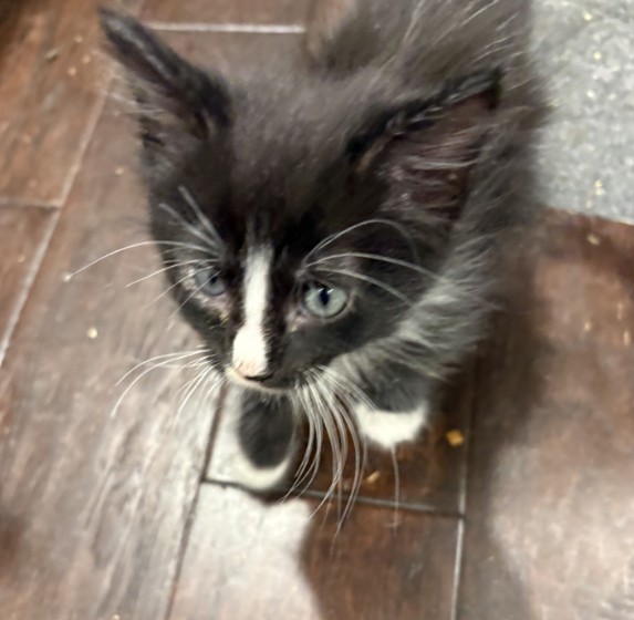 Zuko