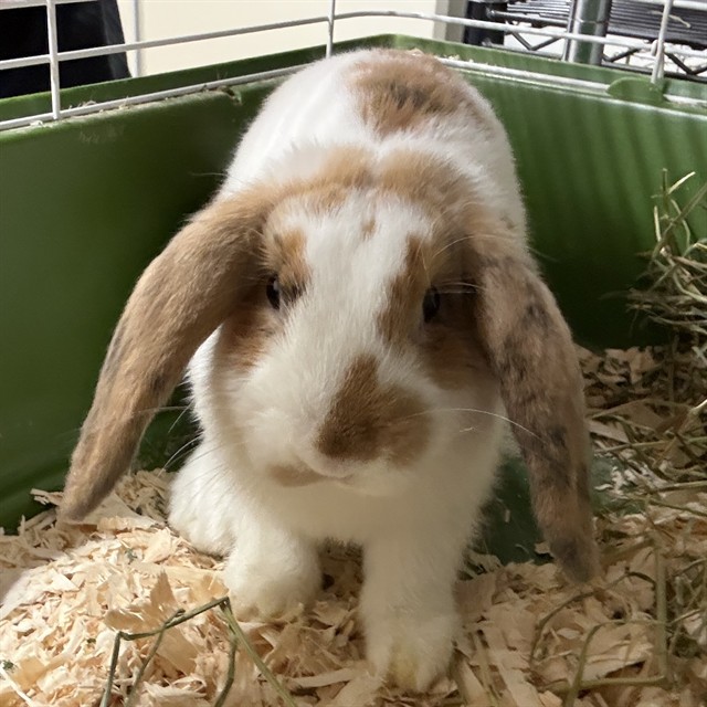 Binkxy
