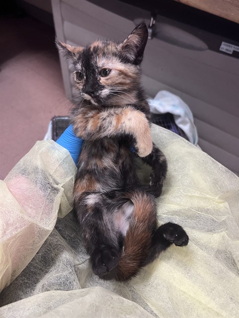 Cheyenne