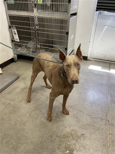 Adoptable Dog