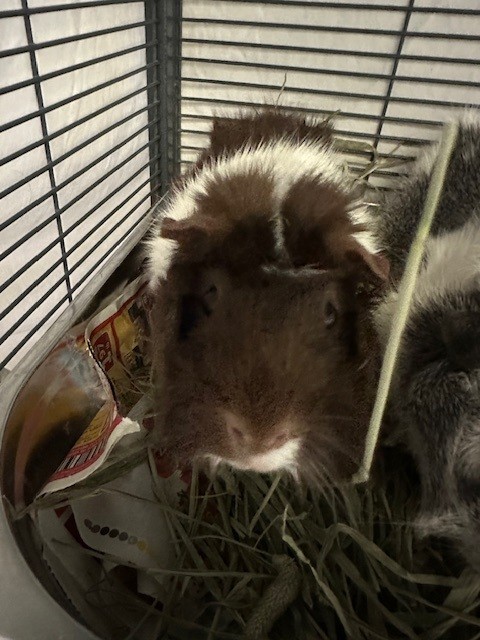 Brownie