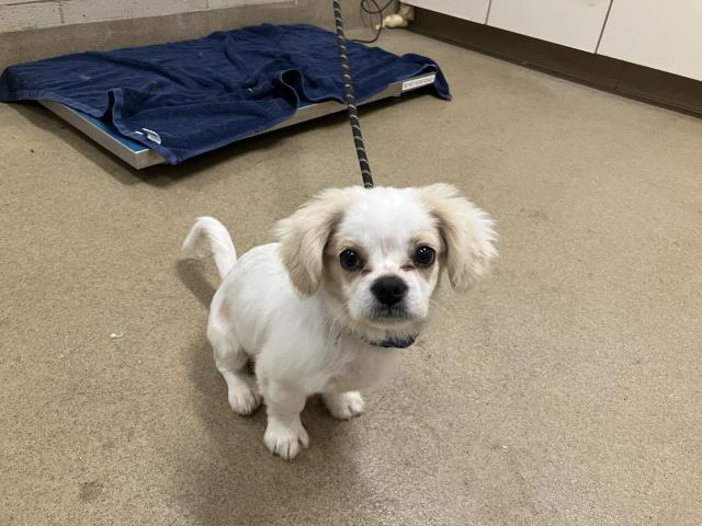 Adoptable Dog