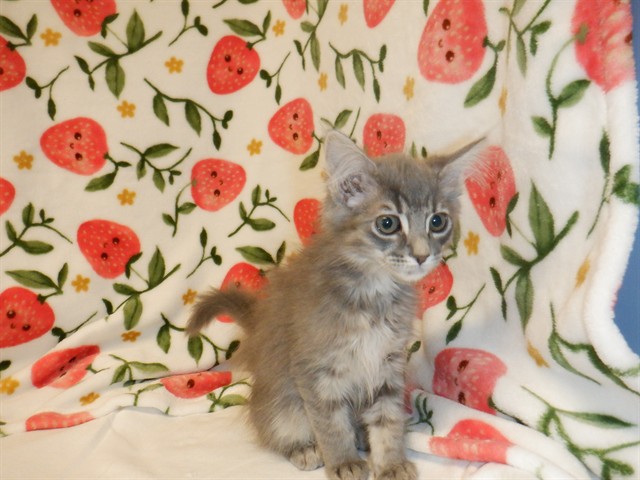 Adoptable Cat