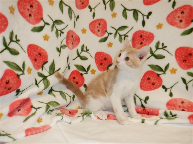Adoptable Cat