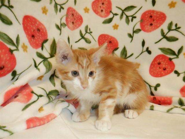Adoptable Cat