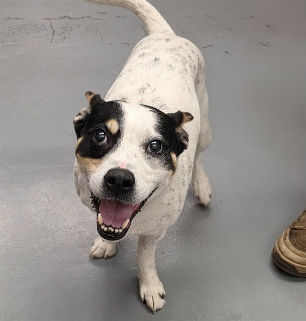 Wonton