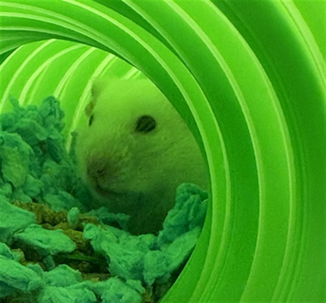 Stuart