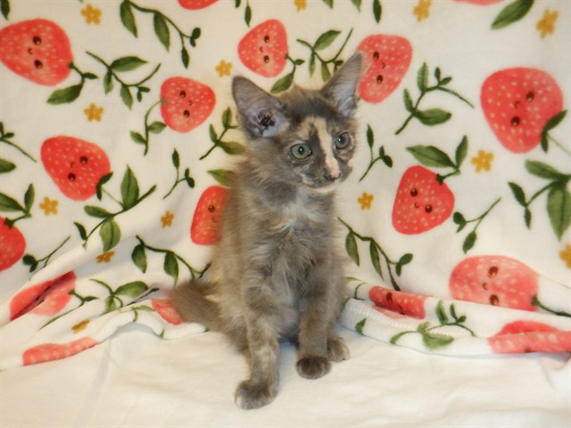 Adoptable Cat