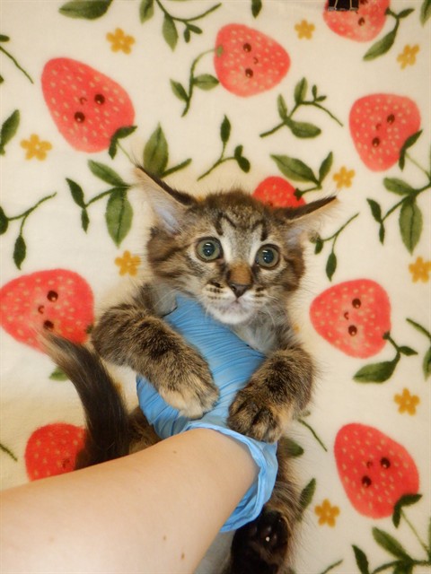 Adoptable Cat