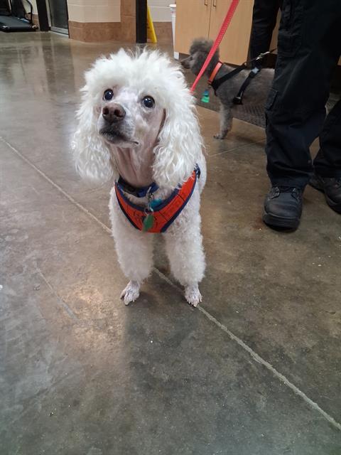 Toby