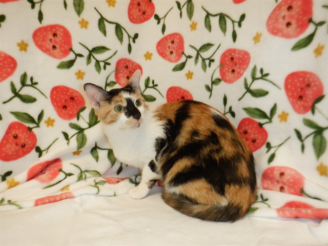 Adoptable Cat