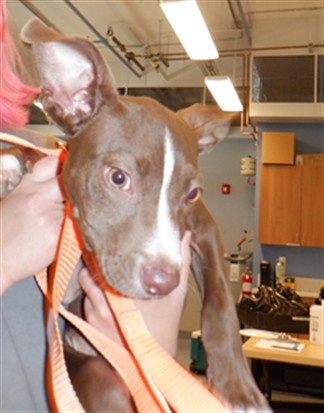 Adoptable Dog