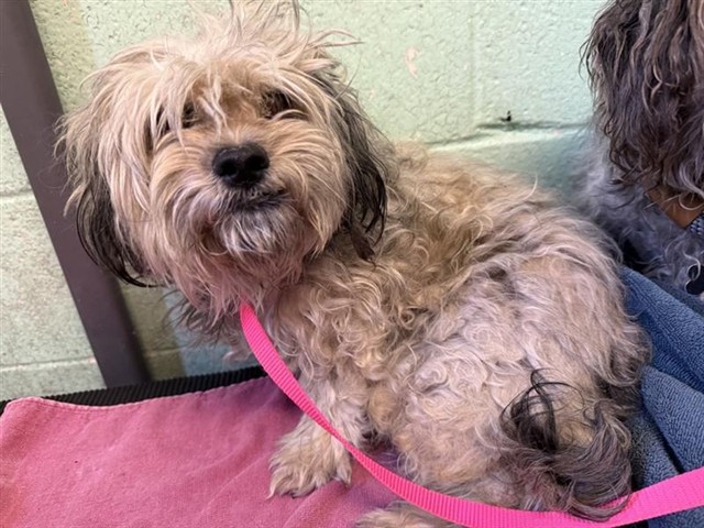 Adoptable Dog