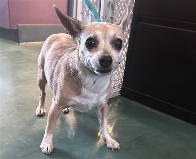 Adoptable Dog