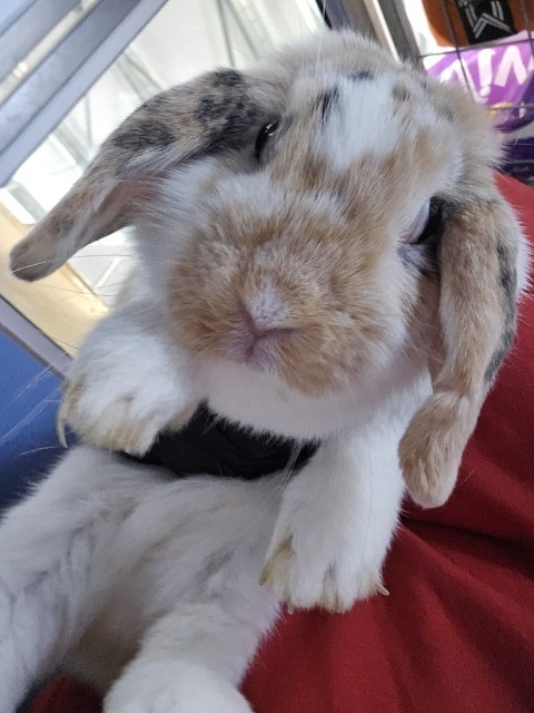 Sunnie