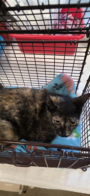 Adoptable Cat