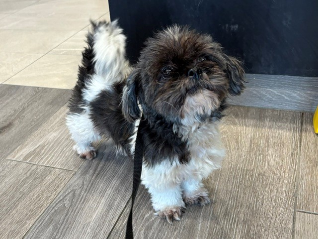 Mimi