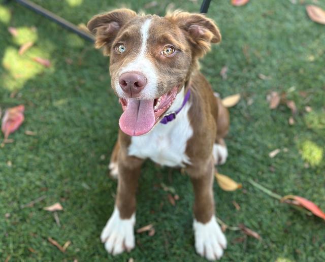 Bowie