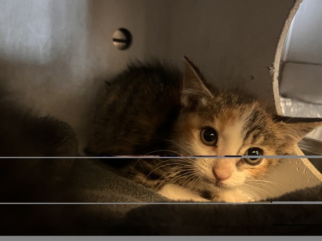 Adoptable Cat