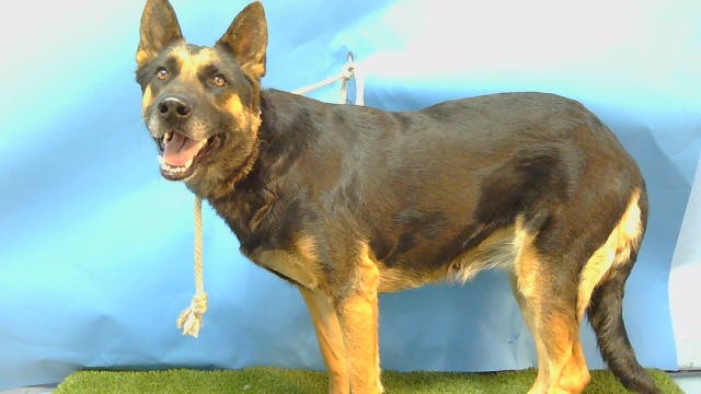 Adoptable Dog