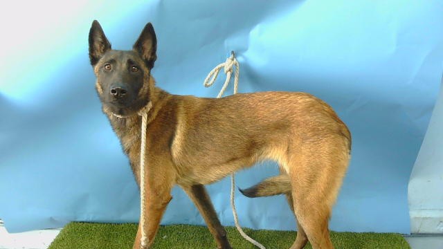 Adoptable Dog