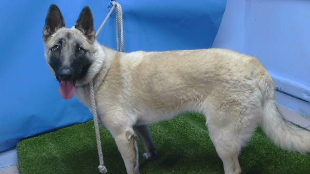 Adoptable Dog