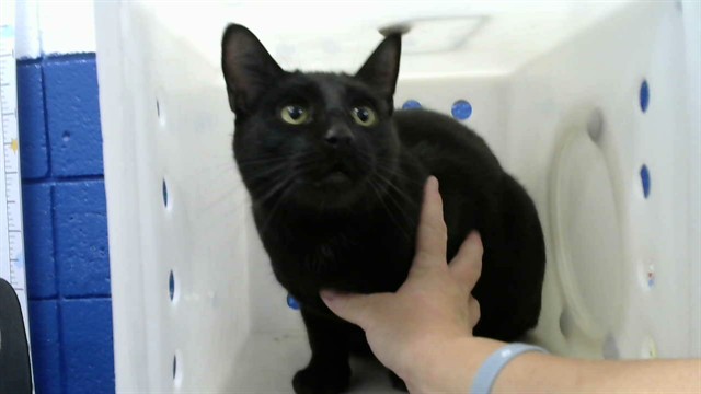 Binx