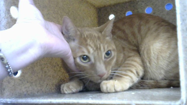 Oliver