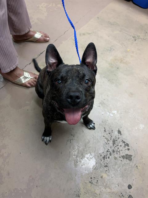 Adoptable Dog