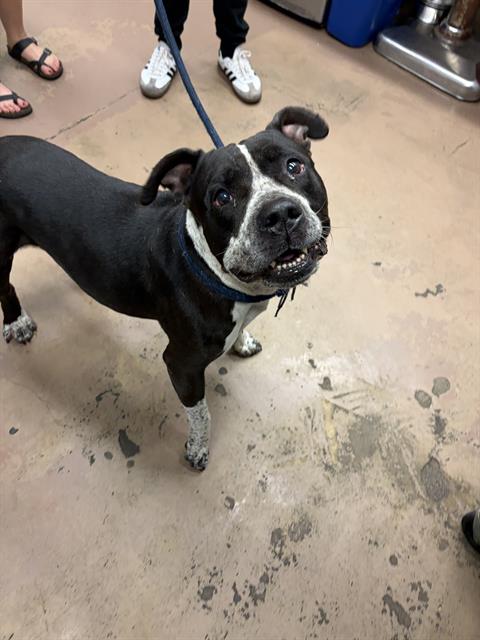 Adoptable Dog