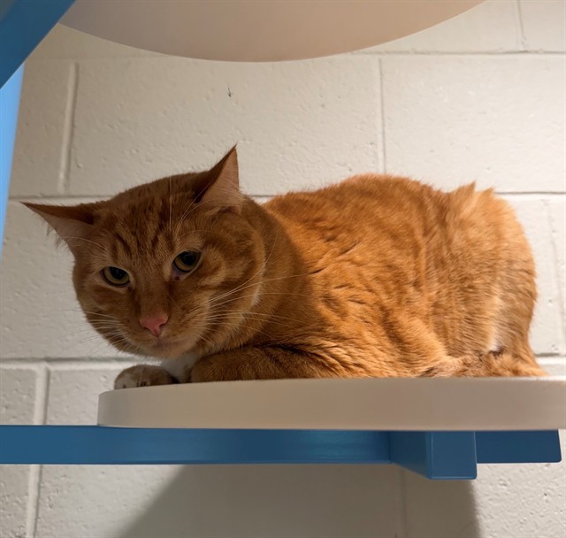 Simba