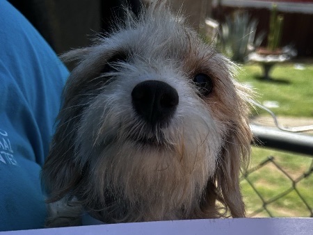 Adoptable Dog
